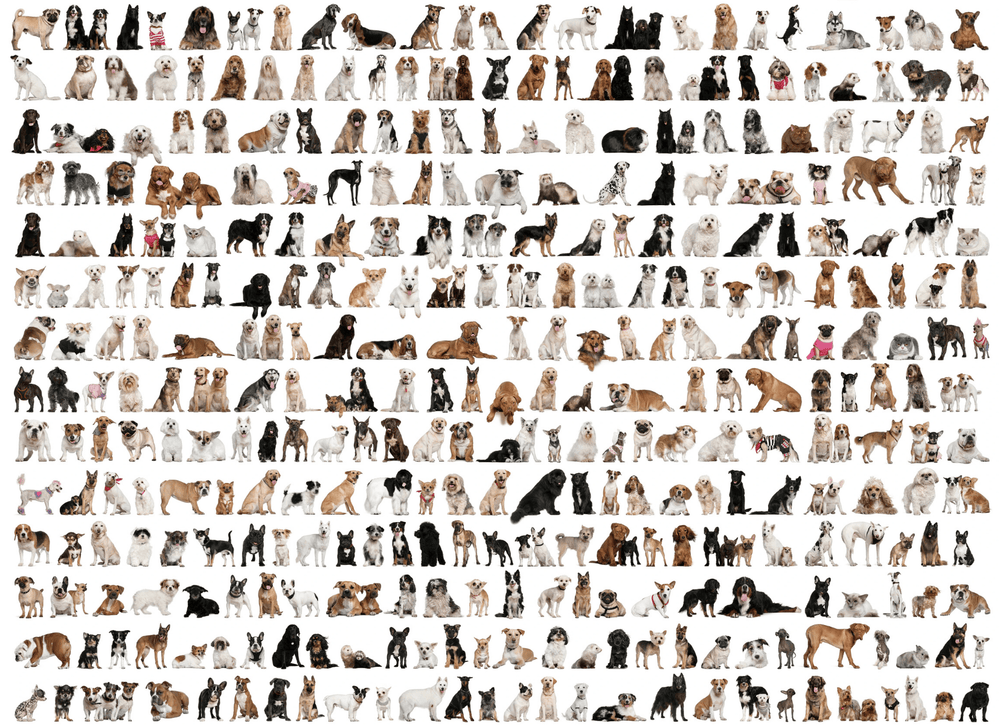 Muitos Cachorros "Doguinhos" montado (horizontal, 70 × 50 cm), em escala com a caixa